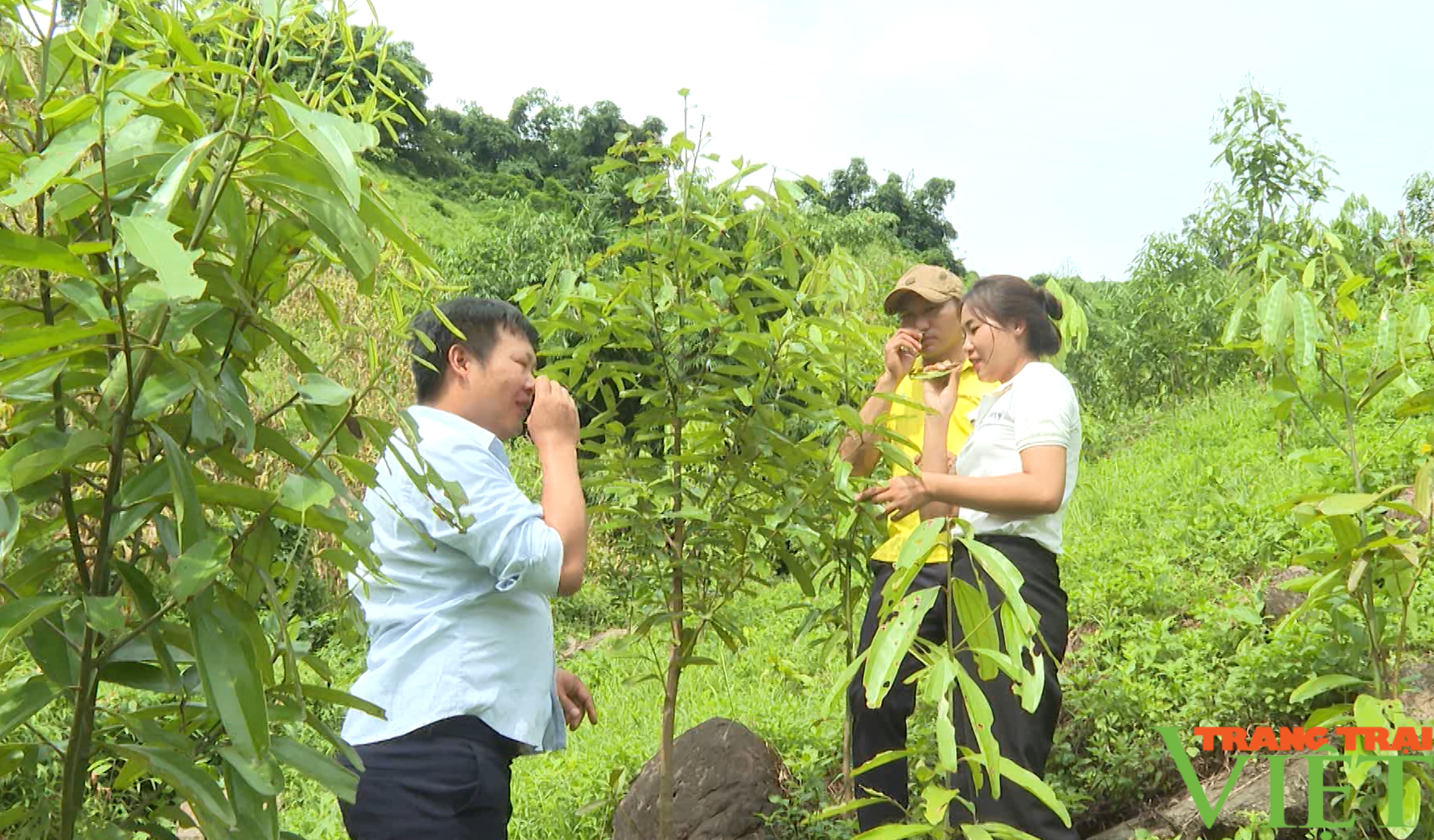 Huyện biên giới ở Lai Châu nỗ lực phát triển trồng cây quế - Ảnh 2.