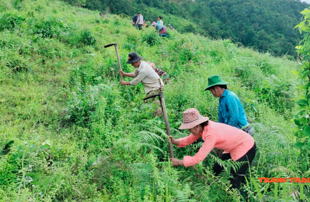 Huyện biên giới ở Lai Châu nỗ lực phát triển trồng cây quế - Ảnh 6.