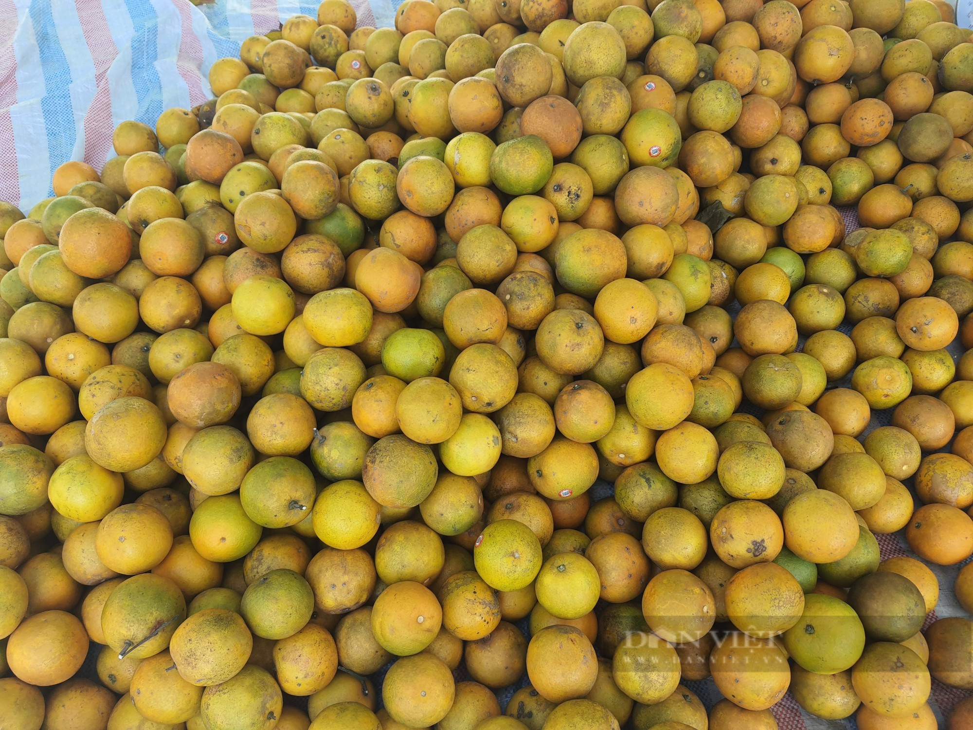 Hội Nông dân Đà Nẵng kết nối tiêu thụ sản phẩm cam vàng giúp nông dân Hà Giang - Ảnh 5.