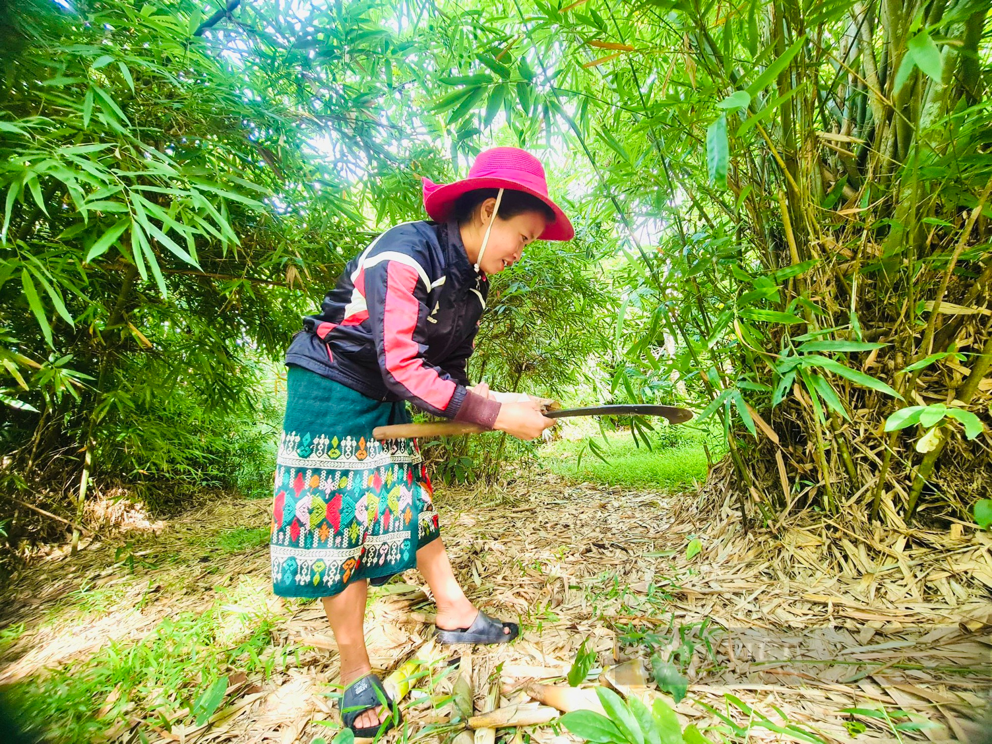 Người dân miền núi Quảng Bình vào rừng hái thứ mọc dưới đất lên làm ra sản phẩm OCOP 3 sao - Ảnh 1.