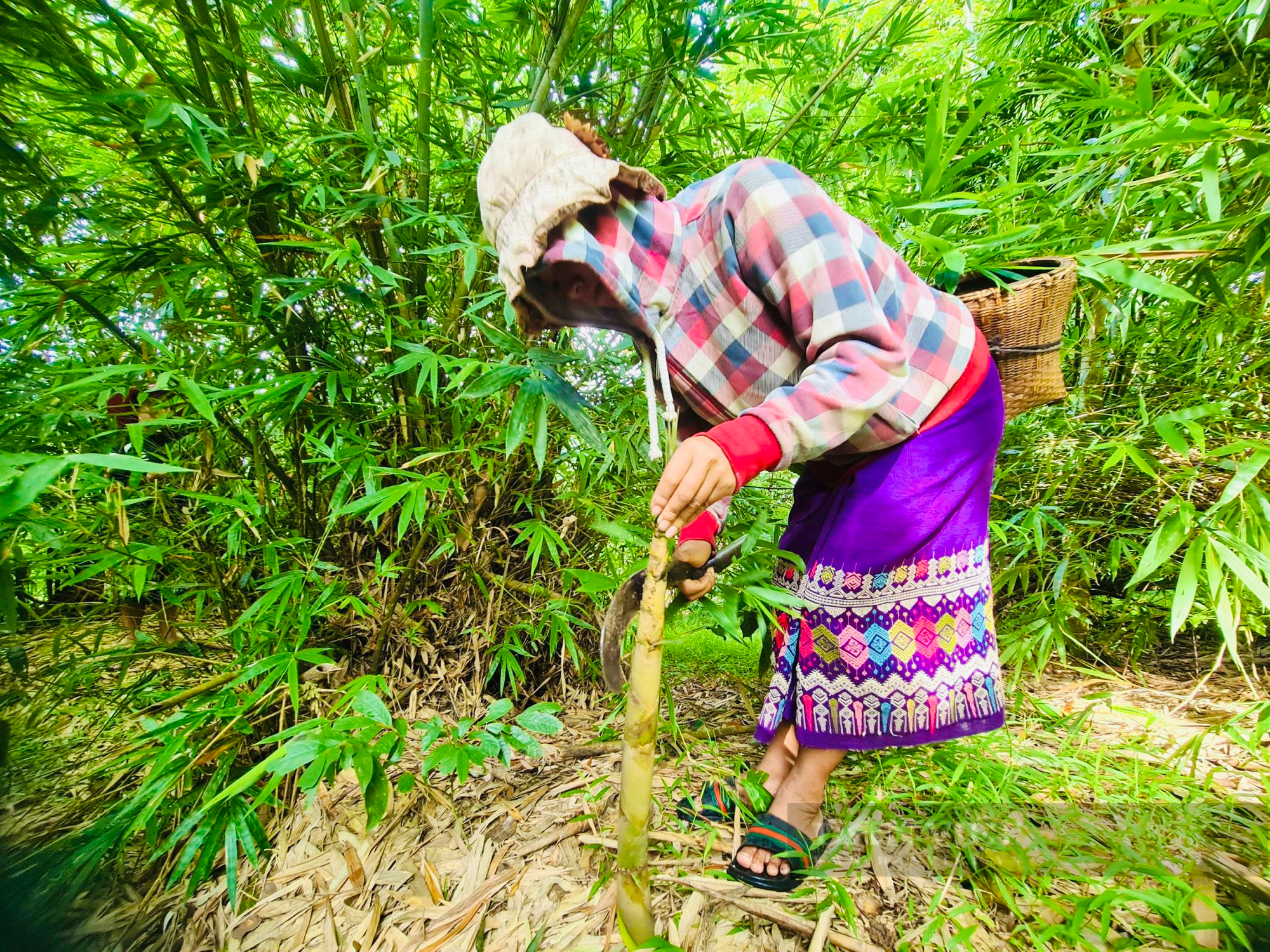 Người dân miền núi Quảng Bình vào rừng hái thứ mọc dưới đất lên làm ra sản phẩm OCOP 3 sao - Ảnh 2.