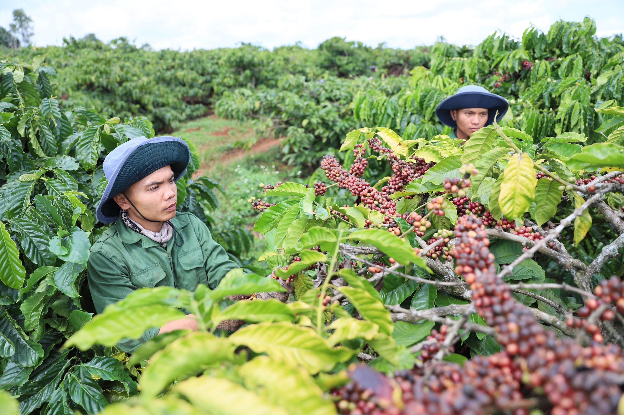 Tiếp tục xây dựng nông thôn Đắk Lắk giàu đẹp, văn minh theo Nghị quyết số 08 của Tỉnh ủy - Ảnh 2.