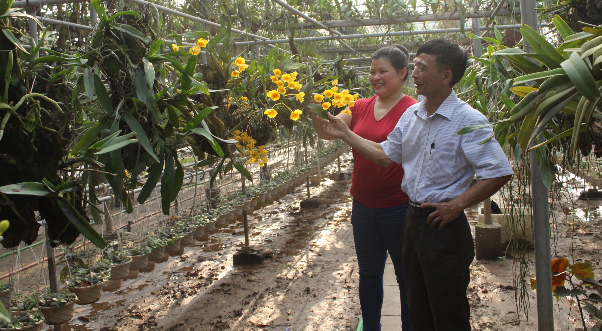 Nông thôn mới Hưng Yên, đời sống nông dân ngày càng khởi sắc, hơn 70.000 hộ nông dân sản xuất kinh doanh giỏi - Ảnh 1.