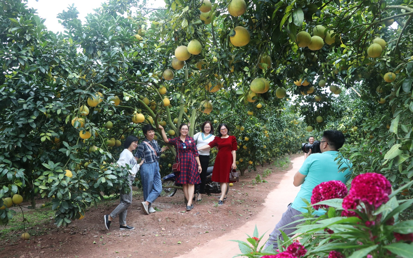 Lục Ngạn: Phát triển vùng cây ăn quả gắn với du lịch sinh thái - Ảnh 3.