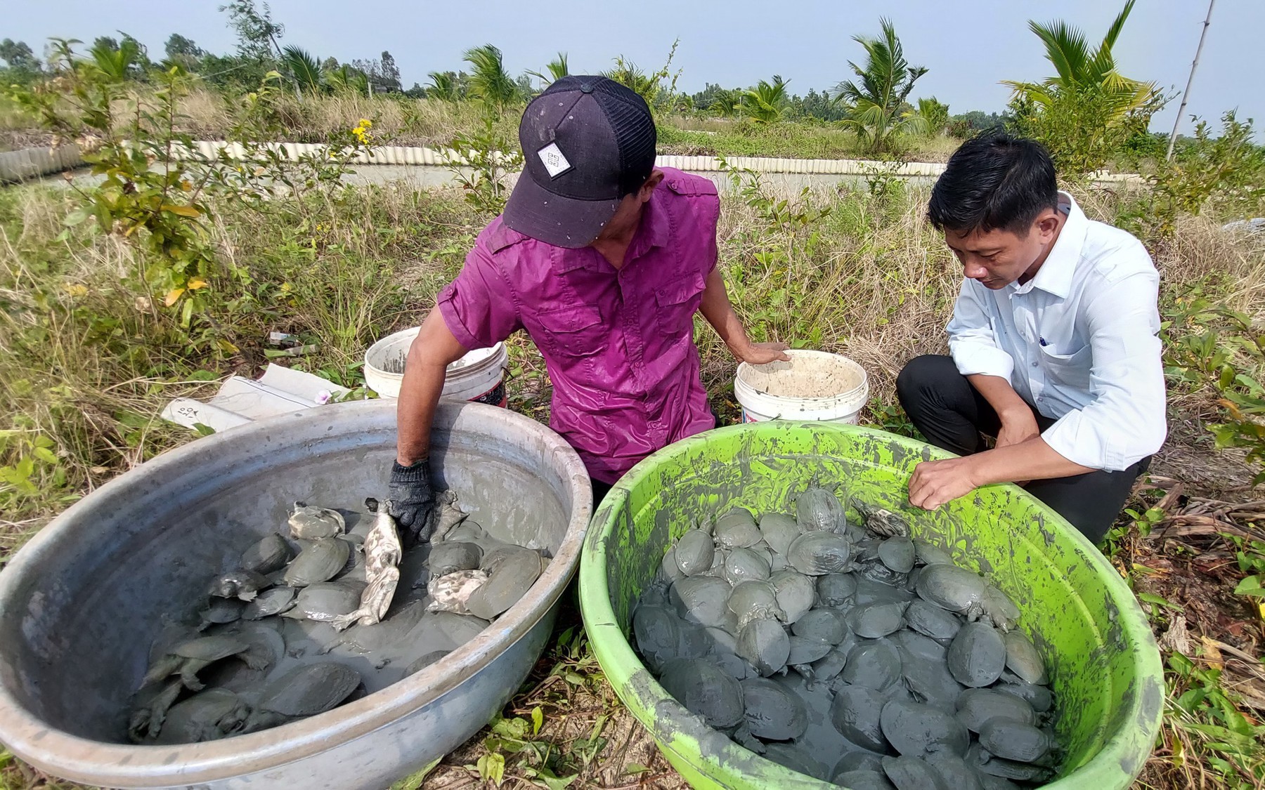 Kiên Giang: Giá ba ba thương phẩm tăng kỷ lục 16 năm qua, con càng to càng đắt hàng