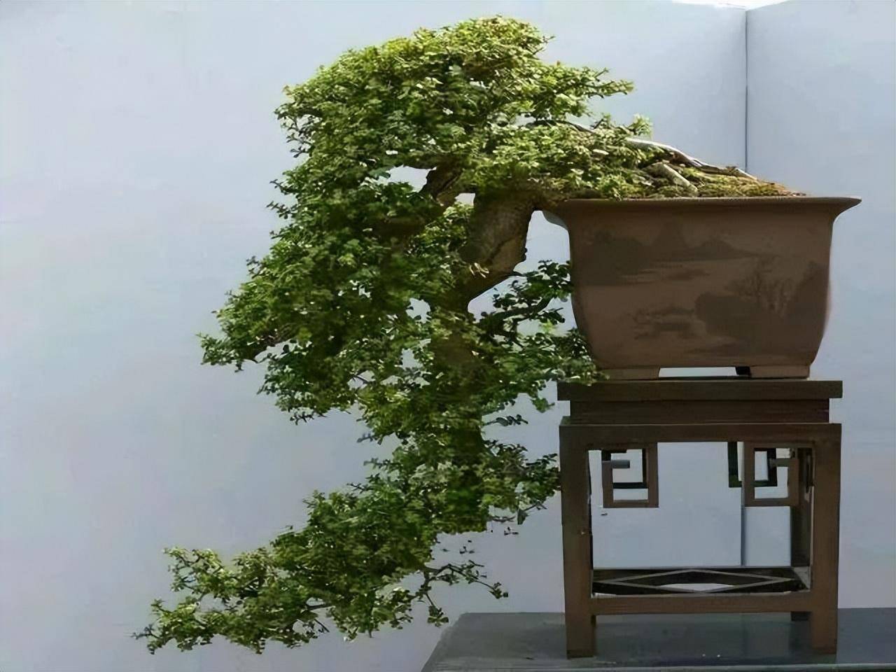 5 cây cảnh bonsai tuyệt đẹp, càng già càng đắt, trồng một chậu ở ...