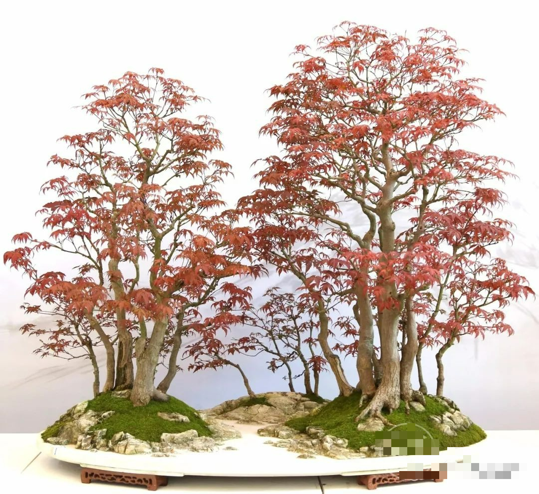 5 cây cảnh bonsai tuyệt đẹp, càng già càng đắt, trồng một chậu ở phòng khách thơm cả 10 năm - Ảnh 2.