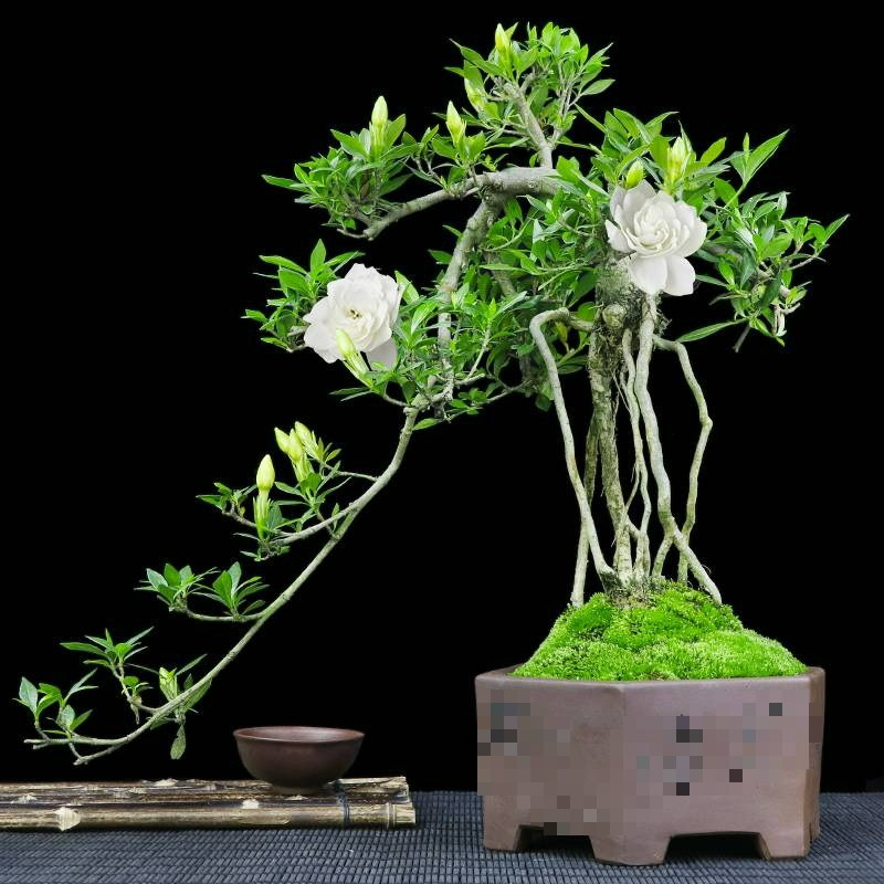 5 cây cảnh bonsai tuyệt đẹp, càng già càng đắt, trồng một chậu ở phòng khách thơm cả 10 năm Danh-danh-cay-canh-32-1667414759629569452611-1667414792192630558808