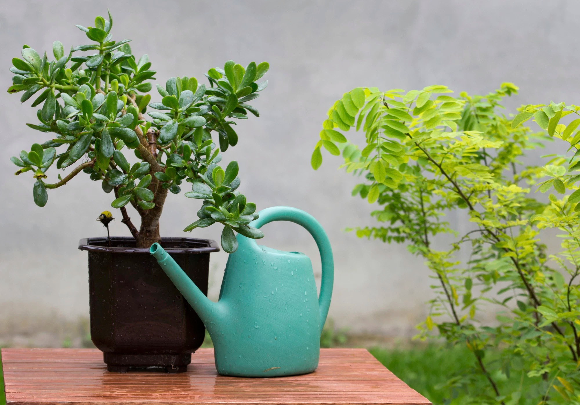 5 cây cảnh bonsai tuyệt đẹp, càng già càng đắt, trồng một chậu ở phòng khách thơm cả 10 năm Ngoc-ngan-cay-canh-b-1667414560457784752641