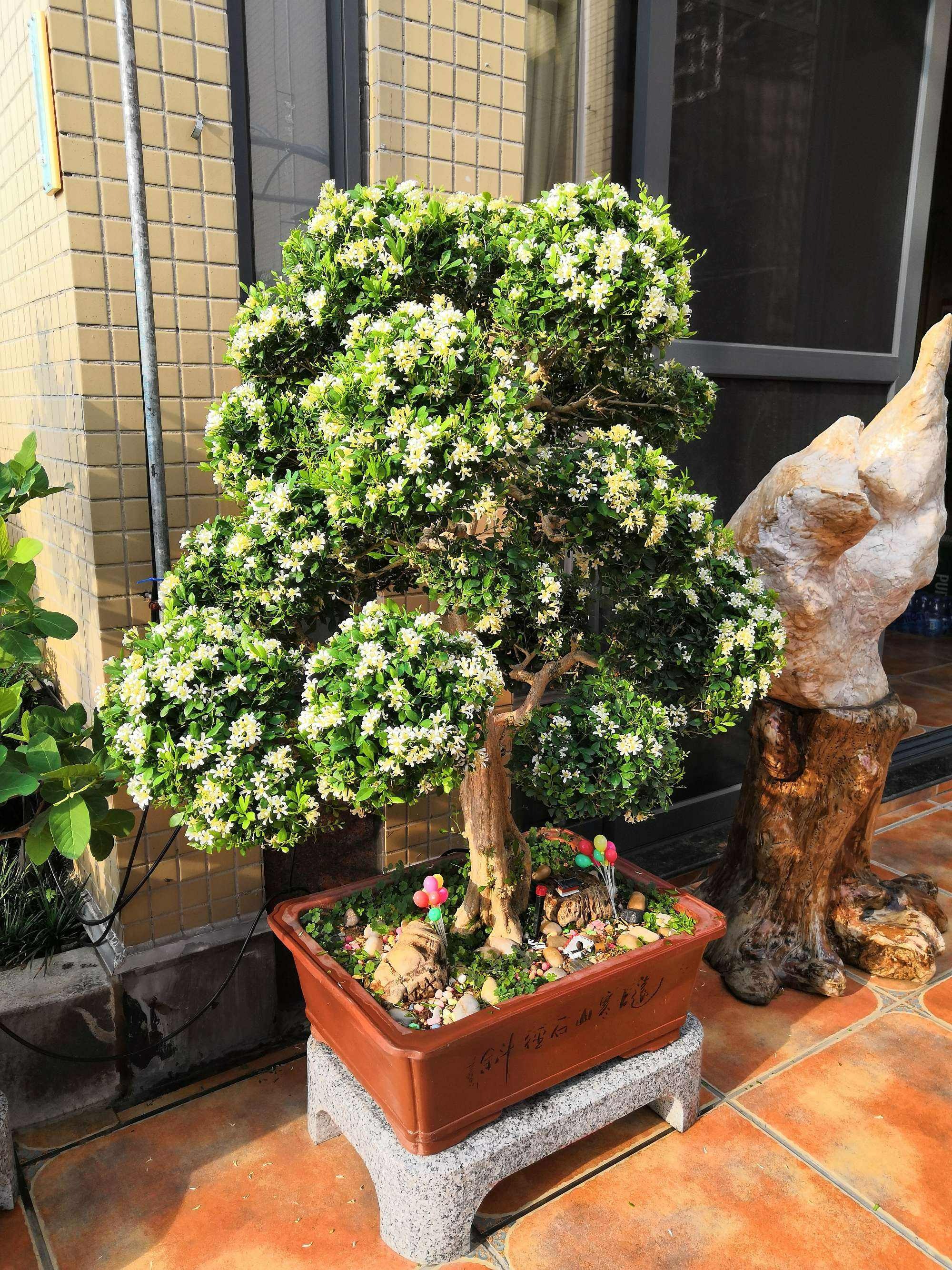 5 cây cảnh bonsai tuyệt đẹp, càng già càng đắt, trồng một chậu ở phòng khách thơm cả 10 năm - Ảnh 4.