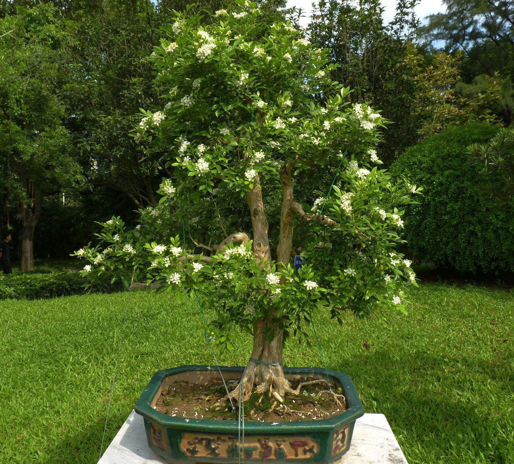 5 cây cảnh bonsai tuyệt đẹp, càng già càng đắt, trồng một chậu ở phòng khách thơm cả 10 năm Nguyet-que-cay-canh-25-16674144541811874703663