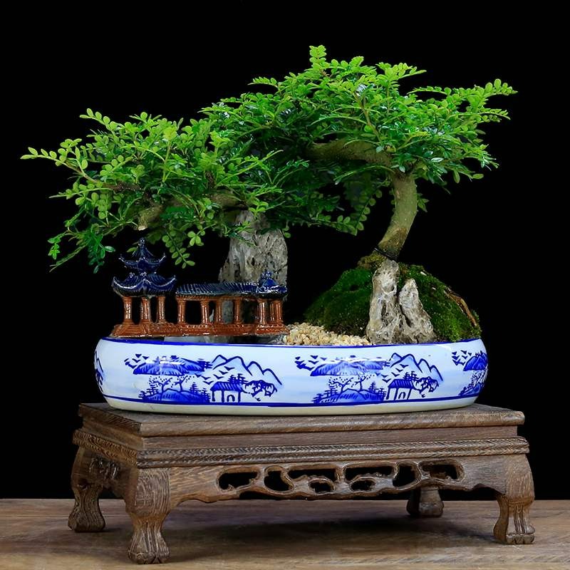 5 cây cảnh bonsai tuyệt đẹp, càng già càng đắt, trồng một chậu ở phòng khách thơm cả 10 năm - Ảnh 8.