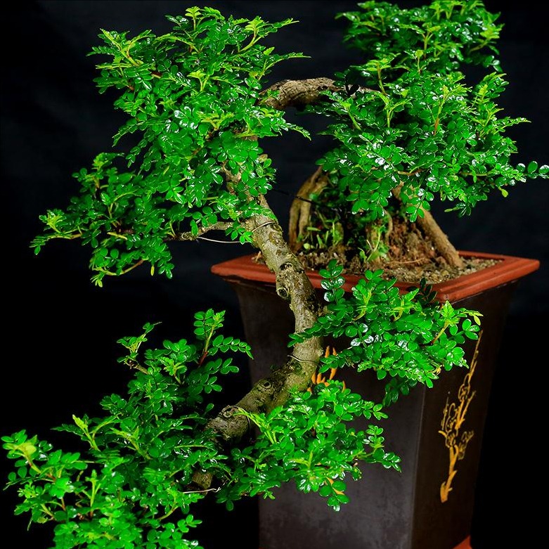 5 cây cảnh bonsai tuyệt đẹp, càng già càng đắt, trồng một chậu ở phòng khách thơm cả 10 năm Thanh-huong-moc-go-thom-1-1667414668340997747144