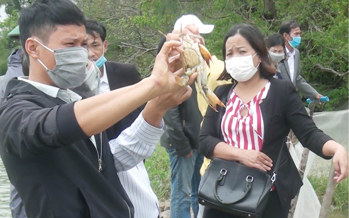 Nuôi cua gạch to bự trong đầm phá, nông dân TT-Huế, bán đã nhanh mà thu lãi gấp đôi so với nuôi cua thịt