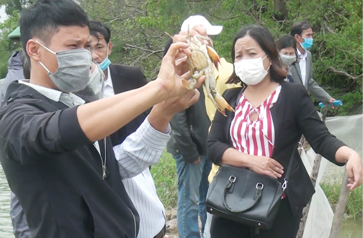 Nuôi cua gạch to bự trong đầm phá, nông dân TT-Huế, bán đã nhanh mà thu lãi gấp đôi so với nuôi cua thịt - Ảnh 1.