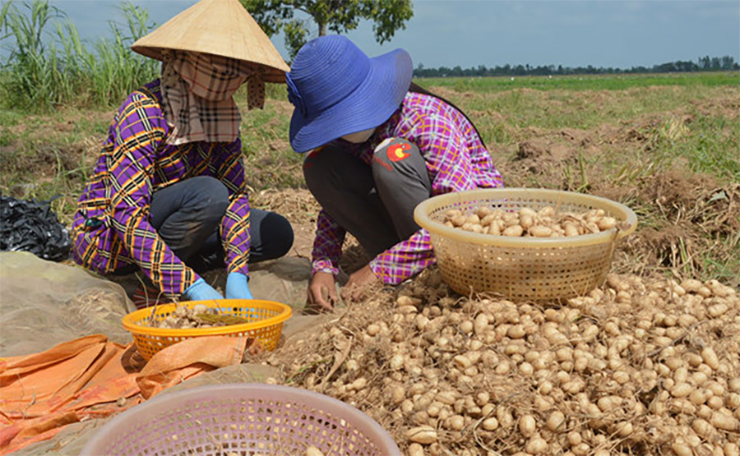 Loại củ xưa chỉ nhà nghèo mới ăn nay &quot;đẻ ra tiền&quot;, người dân cứ trồng 9 tháng là lời to - Ảnh 7.