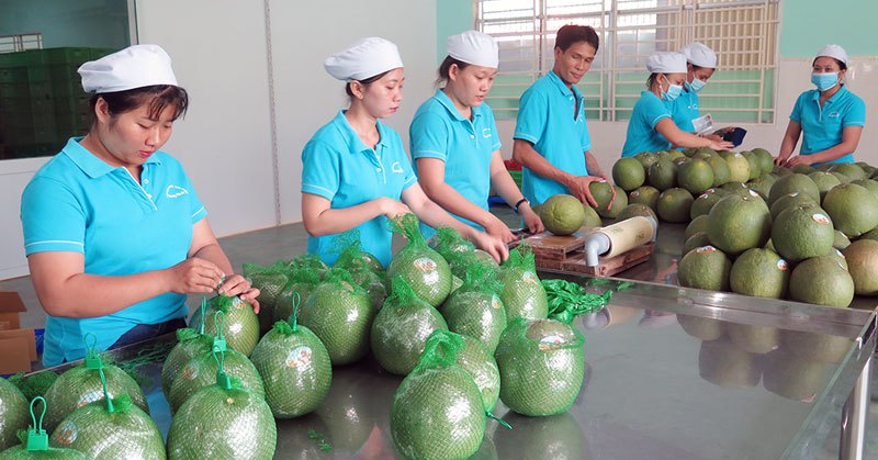 Mỹ, Trung Quốc, Nhật Bản tăng tốc thu gom, 8 loại nông sản của Việt Nam đồng loạt tăng giá