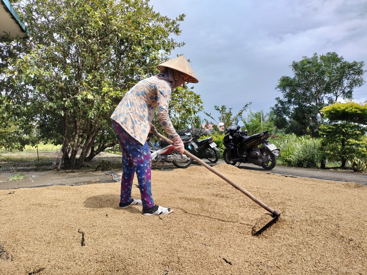 Cà Mau chỉ đạo nóng vụ hàng ngàn tấn lúa ST 24, ST 25 tồn đọng - Ảnh 1.