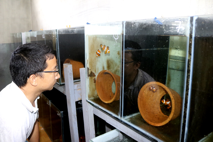 Thuần dưỡng cá biển ở Khánh Hòa, có cá đột biến, cá mập vi trắng bán giá 15-20 triệu đồng/con - Ảnh 2.