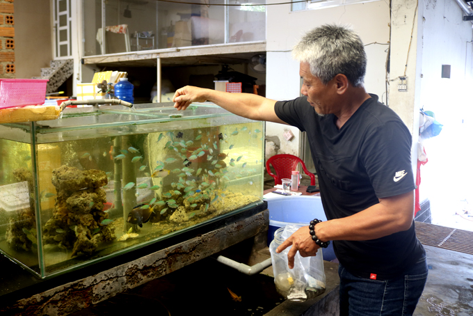 Thuần dưỡng cá biển ở Khánh Hòa, có cá đột biến, cá mập vi trắng bán giá 15-20 triệu đồng/con - Ảnh 1.