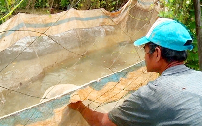 Mùa nước nổi miền Tây, dân Vĩnh Long nuôi cá trong vèo, cá nhanh lớn, cứ bán 3 tấn cá nông dân lời 1 tấn