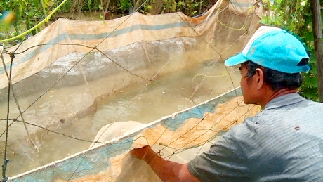 Mùa nước nổi miền Tây, dân Vĩnh Long nuôi cá trong vèo, cá nhanh lớn, cứ bán 3 tấn cá nông dân lời 1 tấn - Ảnh 1.