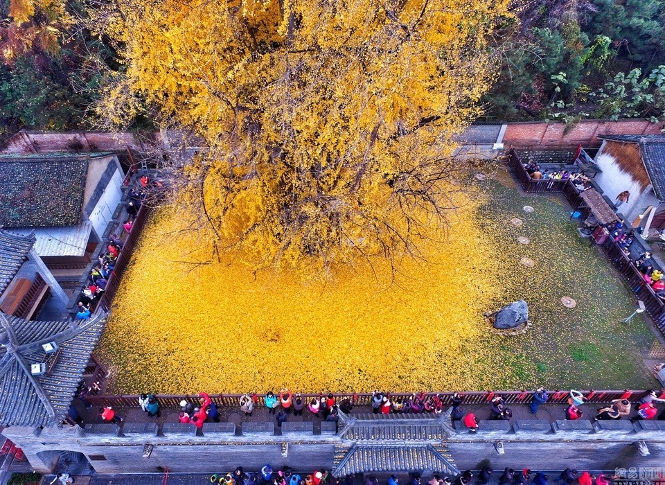 Bí ẩn &quot;cây vàng&quot; 1.400 năm tuổi ở Trung Quốc - Ảnh 2.