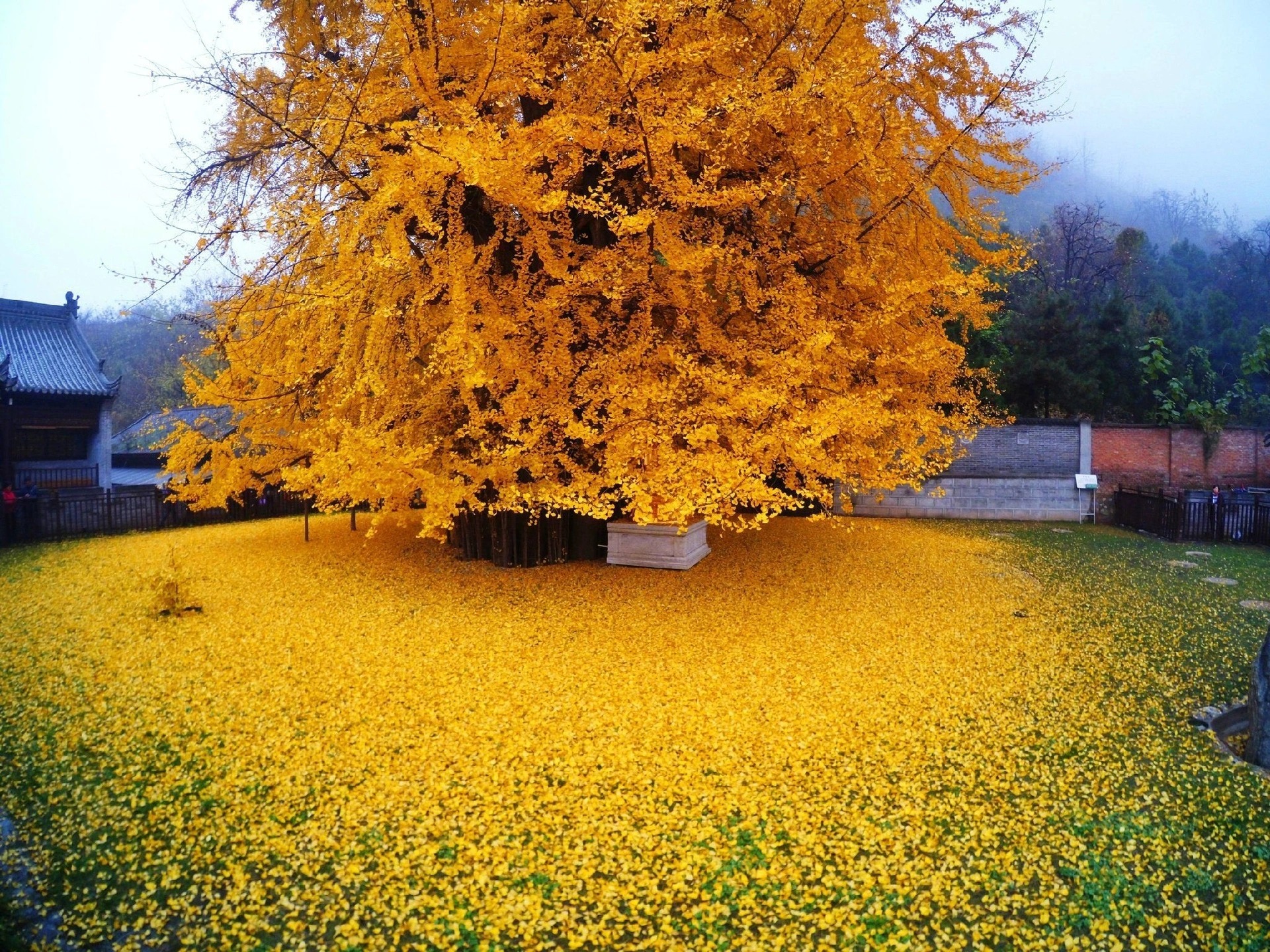 Bí ẩn &quot;cây vàng&quot; 1.400 năm tuổi ở Trung Quốc - Ảnh 3.