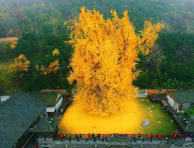 Bí ẩn &quot;cây vàng&quot; 1.400 năm tuổi ở Trung Quốc - Ảnh 7.