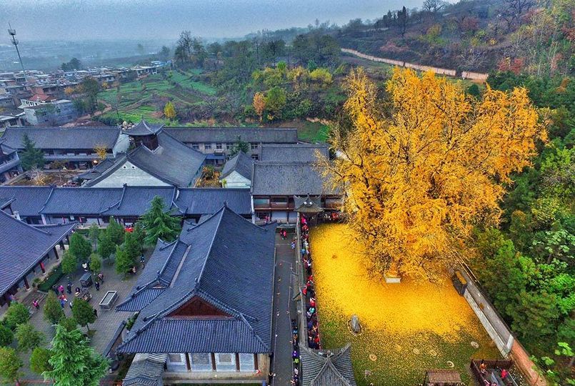 Bí ẩn &quot;cây vàng&quot; 1.400 năm tuổi ở Trung Quốc - Ảnh 9.