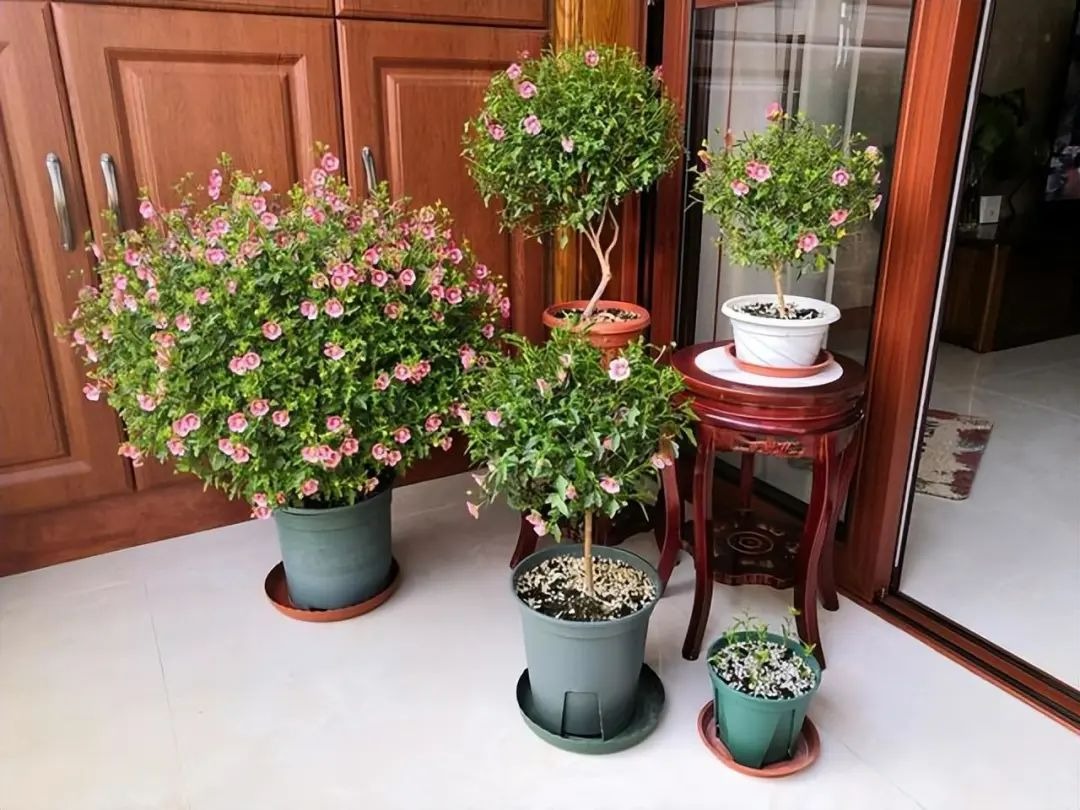 Trồng cây cảnh, 3 vị trí dễ &quot;ngậm bụi bẩn&quot;, dọn sạch thì cây mới khỏe mạnh, dưỡng người - Ảnh 7.