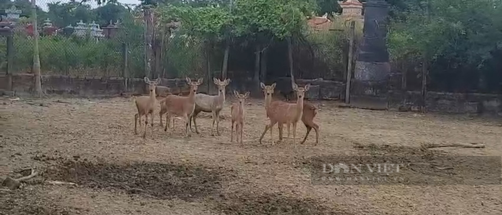 Nuôi hươu lấy nhung kết hợp nuôi các con đặc sản và trồng cây thanh long, nông dân Hải Phòng thu 600 – 700/ năm - Ảnh 4.