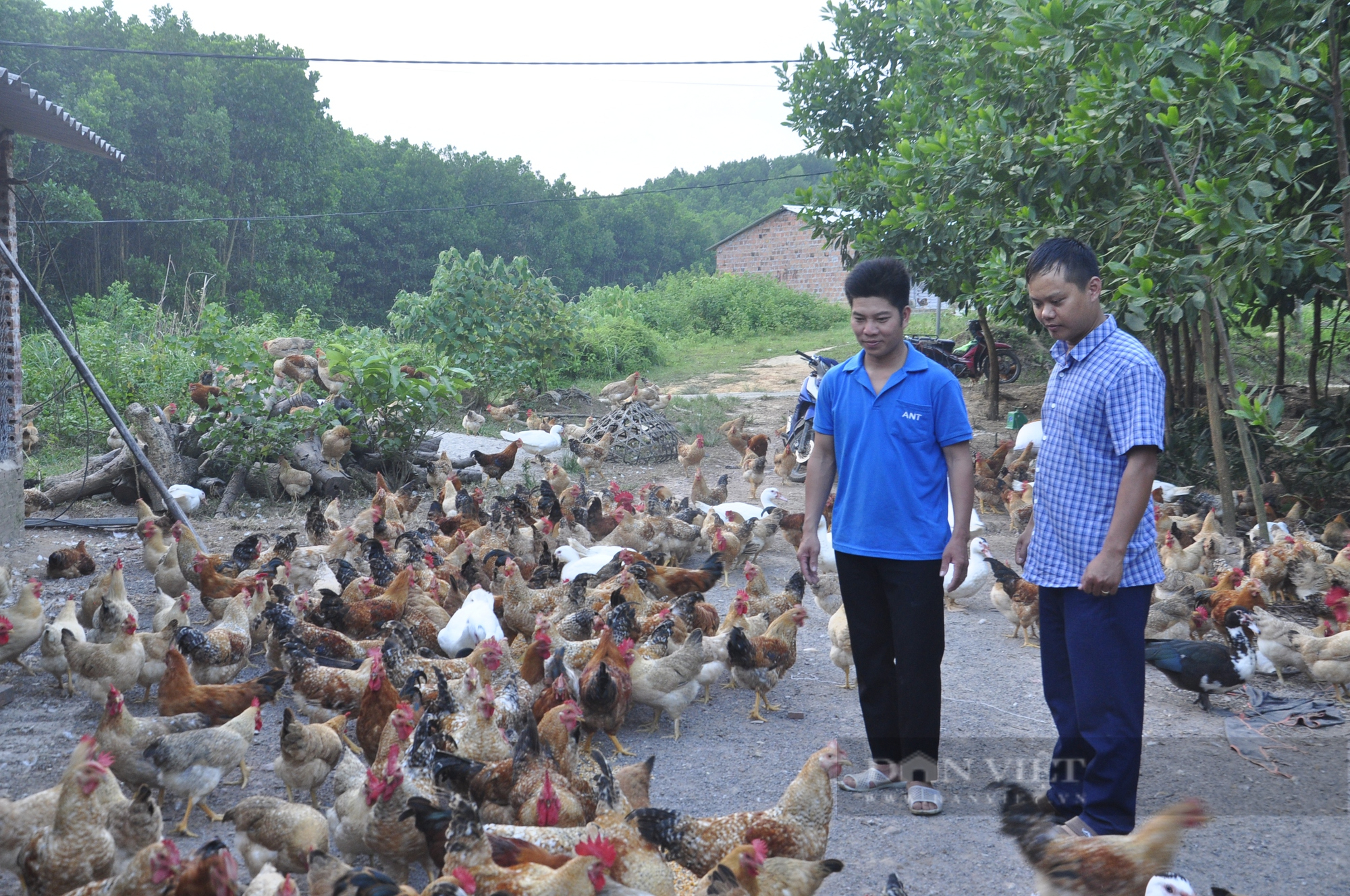 Đi lên hai bàn tay trắng, anh thanh niên hái ra tiền từ nuôi loài gà bản địa, chòm xóm nể phục - Ảnh 7.