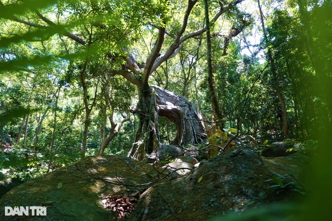 Cận cảnh &quot;cây đa ngơ ngác&quot; gần 1.000 năm tuổi trên bán đảo Sơn Trà - Ảnh 1.