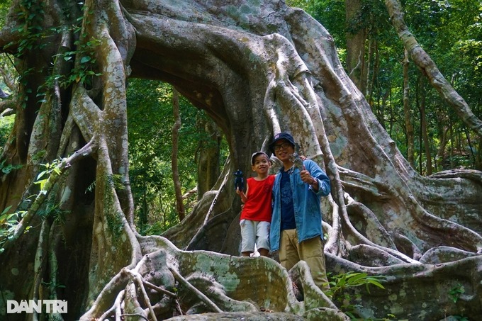 Cận cảnh &quot;cây đa ngơ ngác&quot; gần 1.000 năm tuổi trên bán đảo Sơn Trà - Ảnh 10.