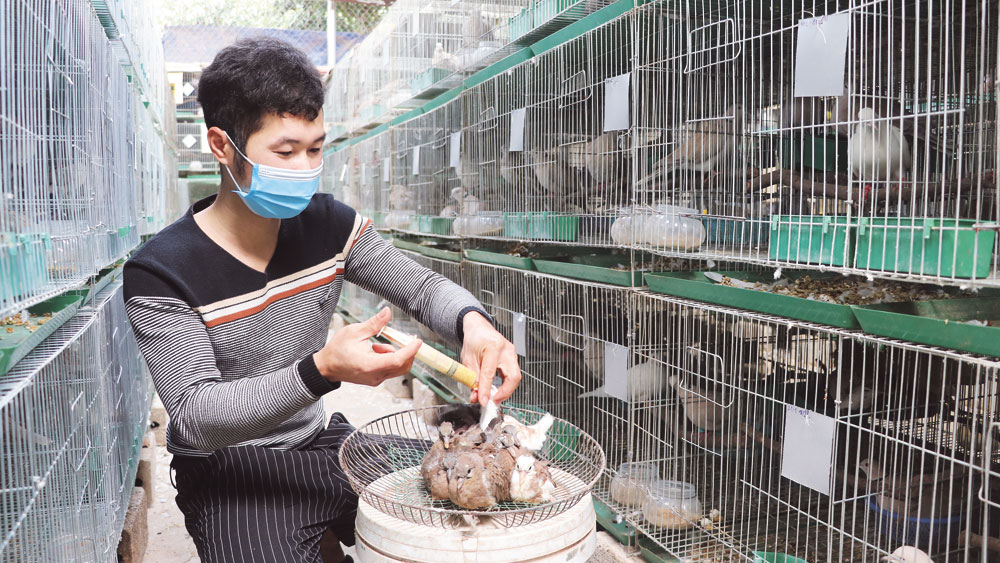 Nuôi chim cu gáy Thái Lan kiểu gì mà anh chàng nông dân Bắc Giang bán 300.000-1 triệu/cặp? - Ảnh 1.