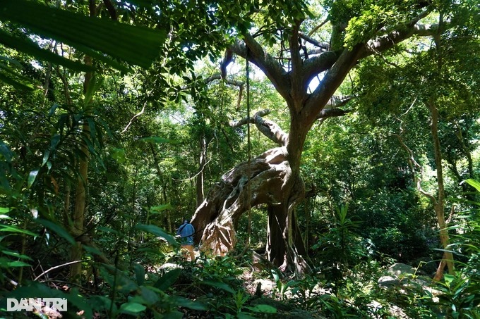 Cận cảnh &quot;cây đa ngơ ngác&quot; gần 1.000 năm tuổi trên bán đảo Sơn Trà - Ảnh 4.