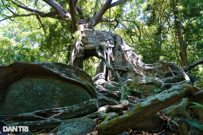 Cận cảnh &quot;cây đa ngơ ngác&quot; gần 1.000 năm tuổi trên bán đảo Sơn Trà - Ảnh 5.