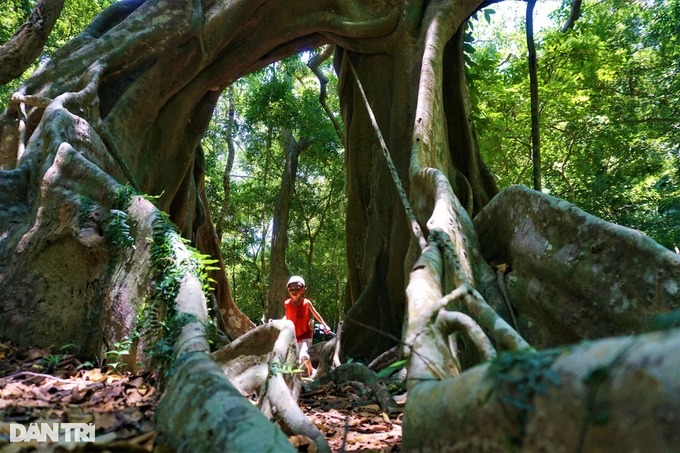 Cận cảnh &quot;cây đa ngơ ngác&quot; gần 1.000 năm tuổi trên bán đảo Sơn Trà - Ảnh 6.