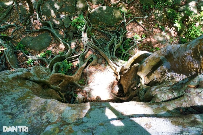 Cận cảnh &quot;cây đa ngơ ngác&quot; gần 1.000 năm tuổi trên bán đảo Sơn Trà - Ảnh 7.