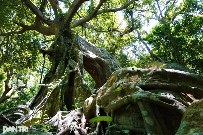 Cận cảnh &quot;cây đa ngơ ngác&quot; gần 1.000 năm tuổi trên bán đảo Sơn Trà - Ảnh 8.