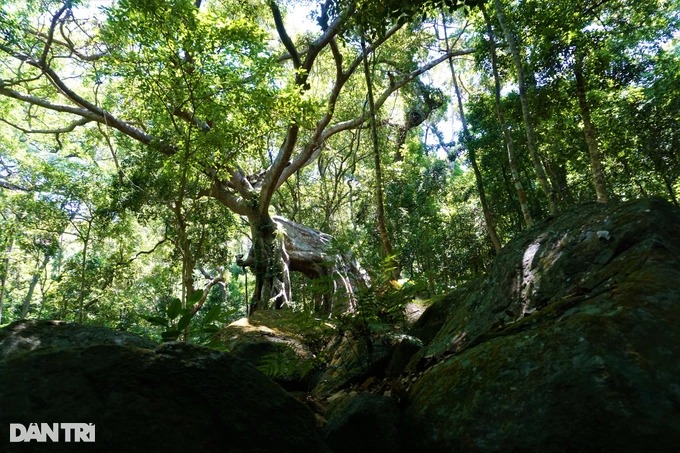 Cận cảnh &quot;cây đa ngơ ngác&quot; gần 1.000 năm tuổi trên bán đảo Sơn Trà - Ảnh 9.