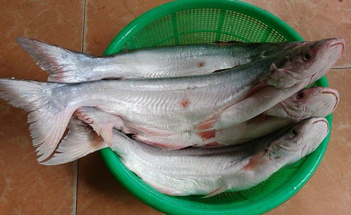 Loài cá kỳ lạ ví như &quot;ngư khôi, nữ hoàng cá&quot; ở vùng cửa biển Gò Công của Tiền Giang, giới sành ăn săn lùng - Ảnh 2.