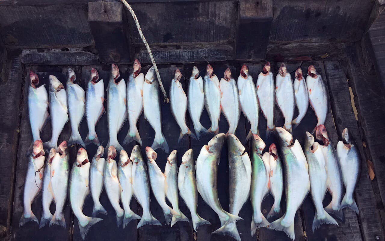 Loài cá kỳ lạ ví như &quot;ngư khôi, nữ hoàng cá&quot; ở vùng cửa biển Gò Công của Tiền Giang, giới sành ăn săn lùng
