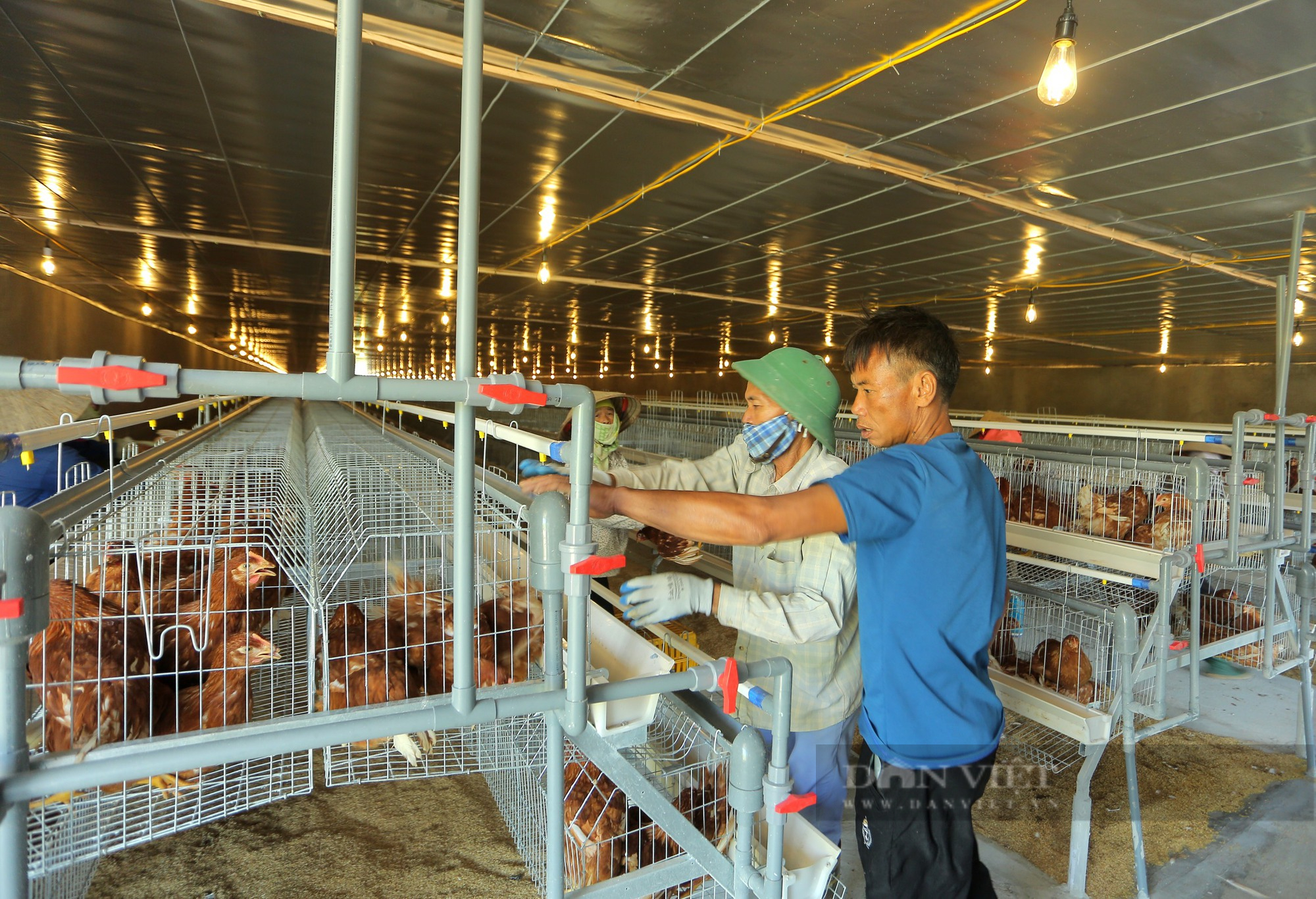 Một nông dân ở Bắc Ninh mạnh tay chi tiền tỷ xây chuồng lạnh để nuôi gà - Ảnh 6.