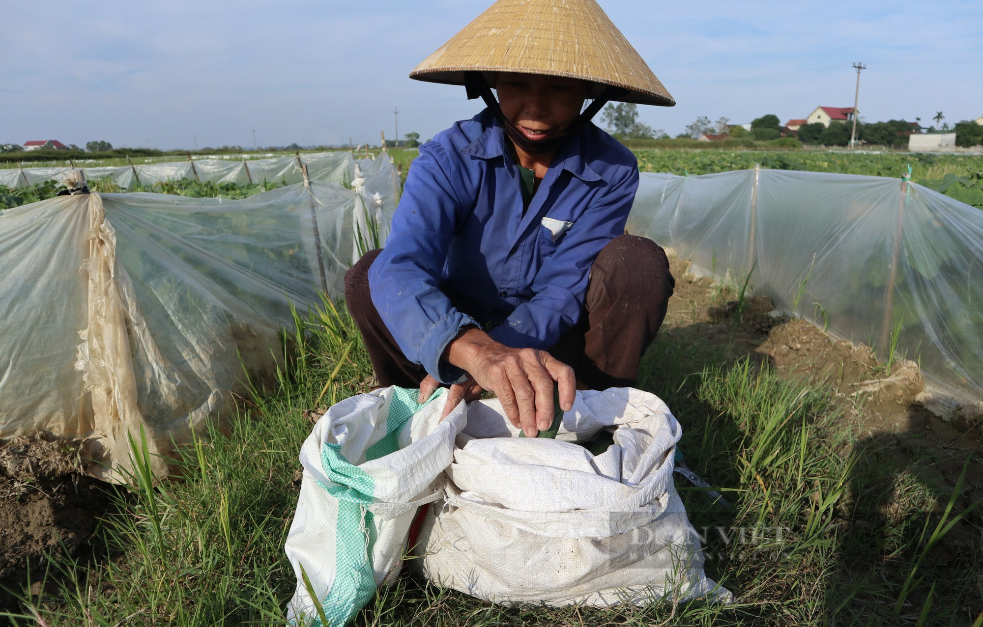 Làng Phan ở xứ Nghệ trồng dưa chuột bằng cách lạ mà hay mỗi vụ đông thu về tiền tỷ - Ảnh 4.