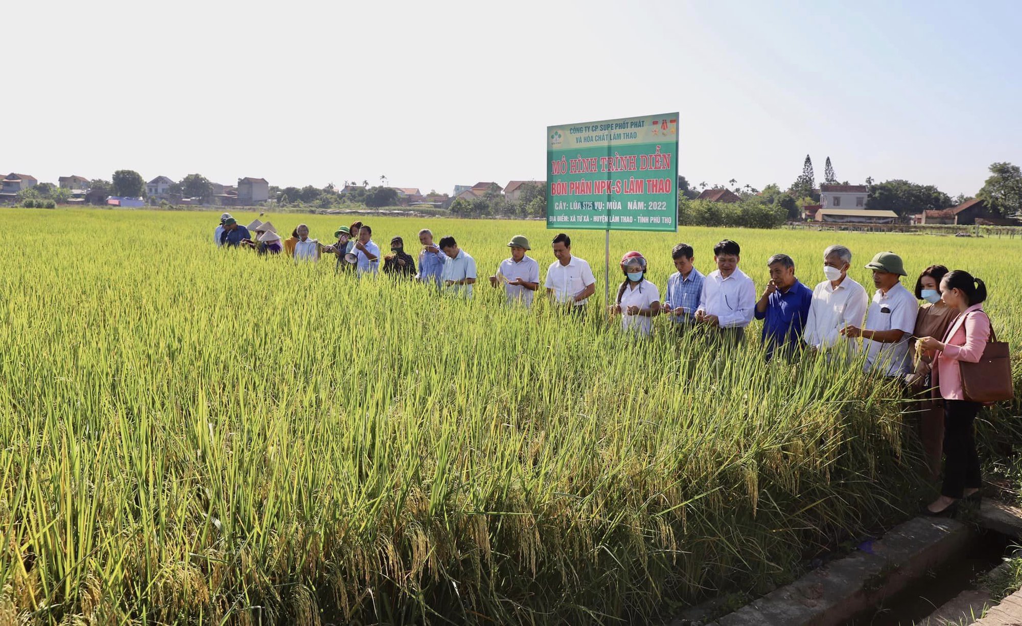 Giống lúa ngon nhất thế giới lên tốt bời bời trên đồng đất Phú Thọ, nông dân phấn khởi vì lãi gấp đôi  - Ảnh 1.