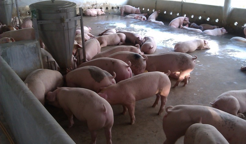 Giá lợn hơi trung bình vẫn không vượt được ngưỡng 54.000 đồng/kg - Ảnh 2.