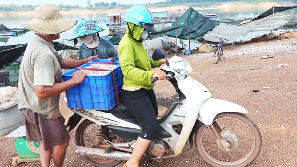 Đồng Nai: Đặc sản của lòng hồ Trị An vào mùa, bắt được rất nhiều, phơi la liệt dọc đường - Ảnh 7.