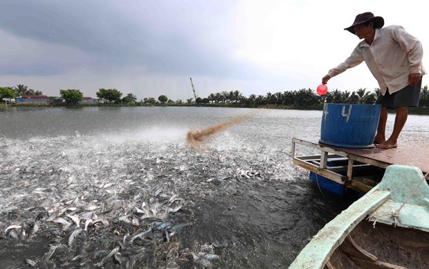 Đây là loài cá mới đây còn khiến nông dân miền Tây khốn khổ, càng nuôi càng lỗ, nay cho lãi tới 1,7 tỷ/ha